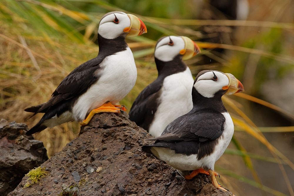 Horned Puffin-Fratercula corniculata-Lake Clark National Park-Alaska